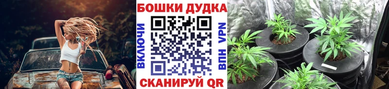 наркошоп Кедровый Шишки марихуана Amnesia